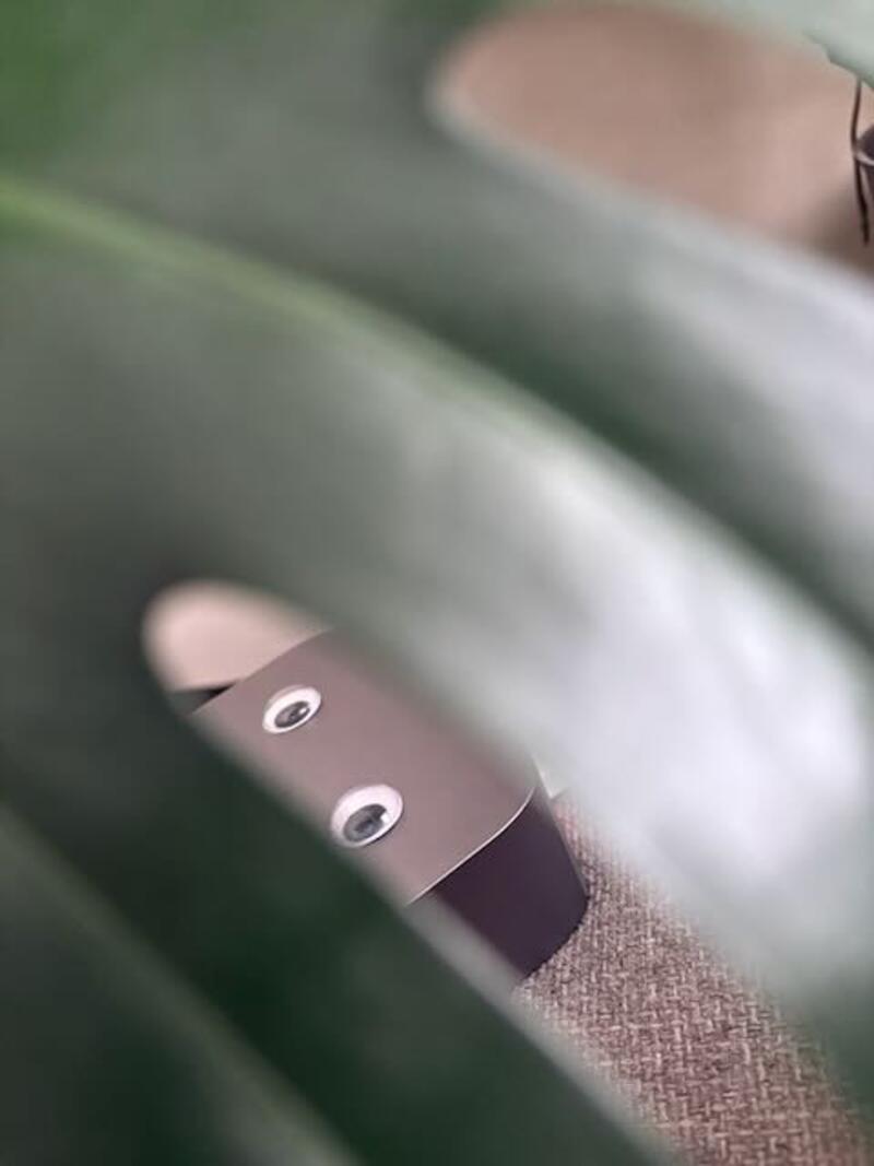 zarbazan peeking through the leaves